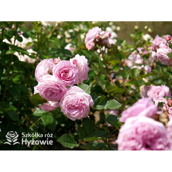 Rosengräfin Marie Henriette® - Róże silnie pachnące - 