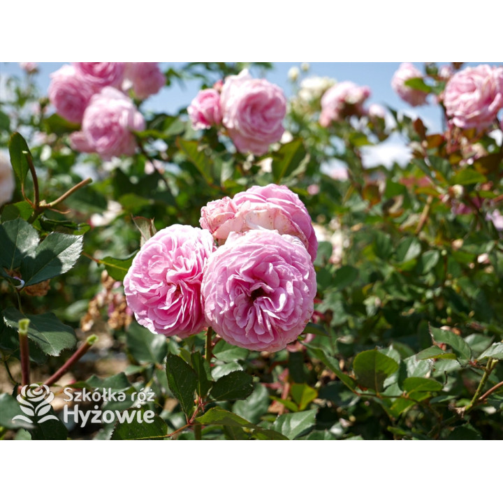 Rosengräfin Marie Henriette® - Róże silnie pachnące - 