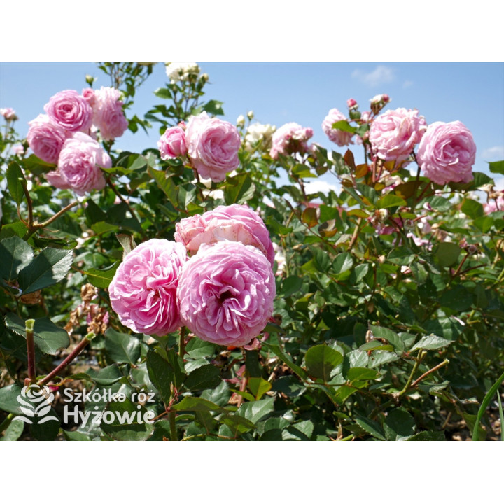 Rosengräfin Marie Henriette® - Róże silnie pachnące - 