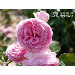 Rosengräfin Marie Henriette® - Róże silnie pachnące - 