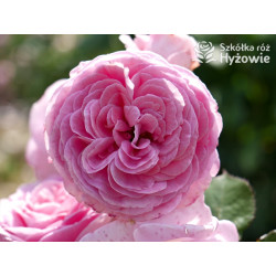 Rosengräfin Marie Henriette® - Róże silnie pachnące - 