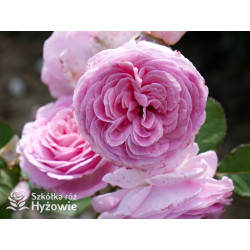 Rosengräfin Marie Henriette® - Róże silnie pachnące - 