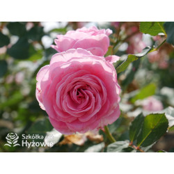 Rosengräfin Marie Henriette® - Róże silnie pachnące - 