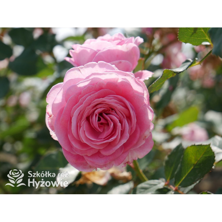 Rosengräfin Marie Henriette® - Róże silnie pachnące - 