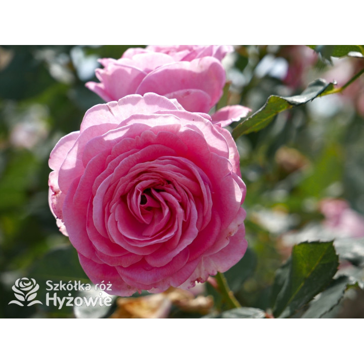 Rosengräfin Marie Henriette® - Róże silnie pachnące - 