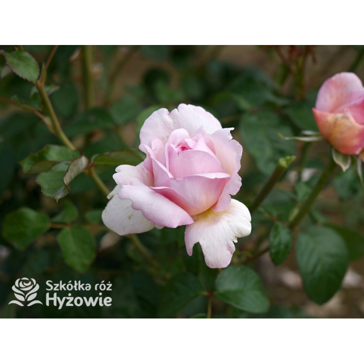 Mauritia® - Róże silnie pachnące -  Mauritia® - Róże silnie pachnące -