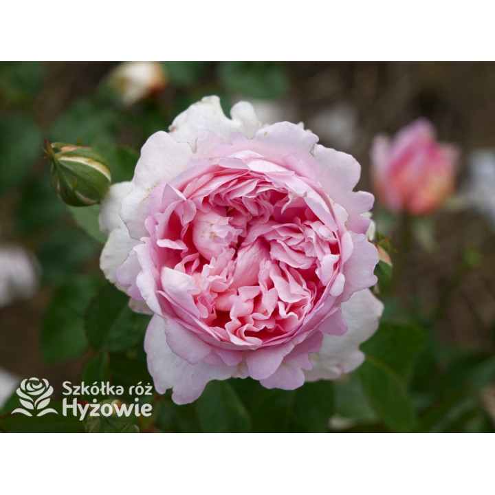 Mauritia® - Róże silnie pachnące -  Mauritia® - Róże silnie pachnące -