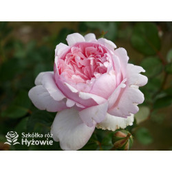 Mauritia® - Róże silnie pachnące -  Mauritia® - Róże silnie pachnące -
