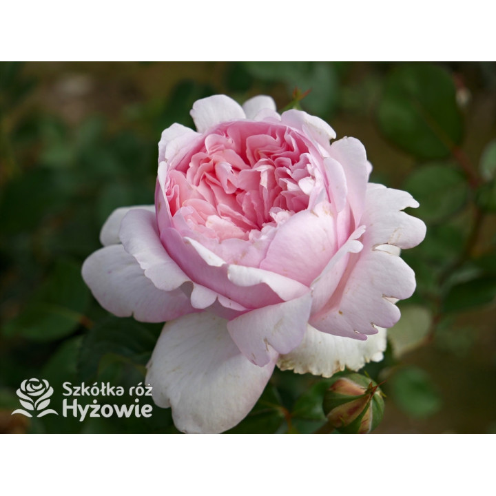 Mauritia® - Róże silnie pachnące -  Mauritia® - Róże silnie pachnące -