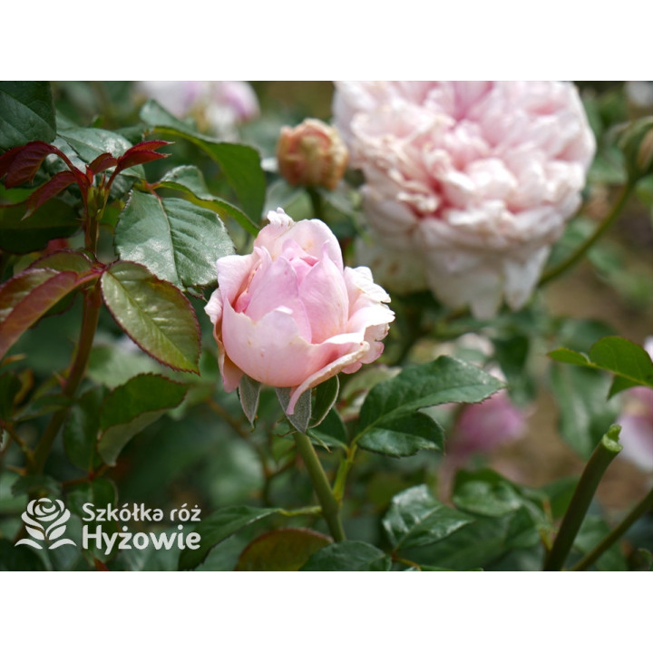 Mauritia® - Róże silnie pachnące -  Mauritia® - Róże silnie pachnące -
