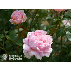 Mauritia® - Róże silnie pachnące -  Mauritia® - Róże silnie pachnące -