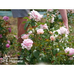 Mauritia® - Róże silnie pachnące -  Mauritia® - Róże silnie pachnące -