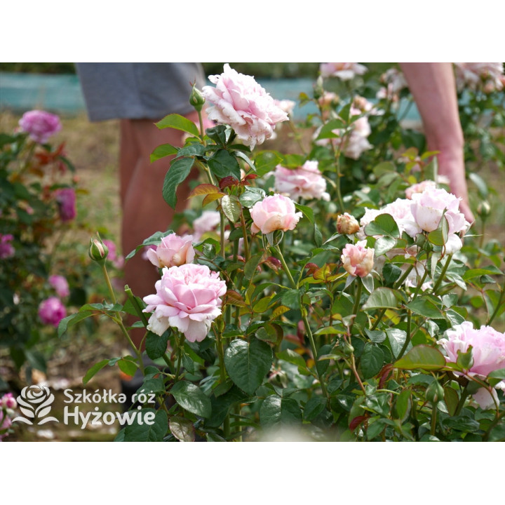 Mauritia® - Róże silnie pachnące -  Mauritia® - Róże silnie pachnące -