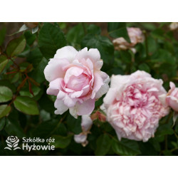 Mauritia® - Róże silnie pachnące -  Mauritia® - Róże silnie pachnące -