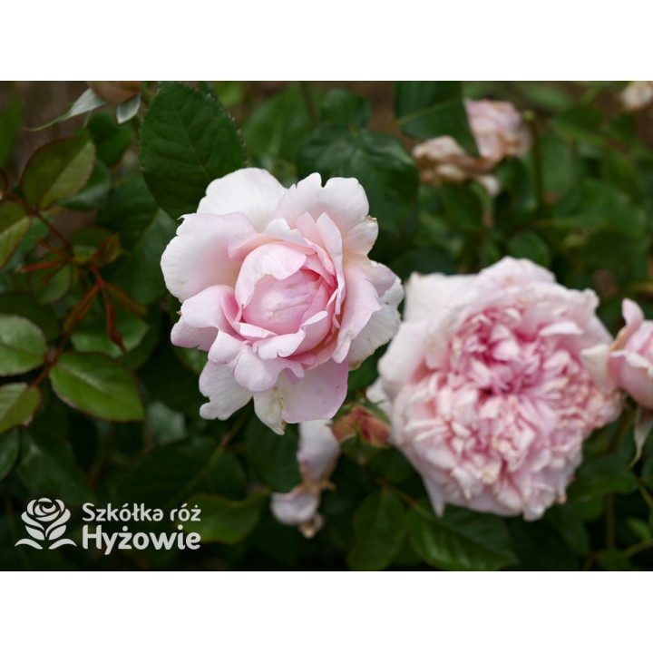 Mauritia® - Róże silnie pachnące -  Mauritia® - Róże silnie pachnące -