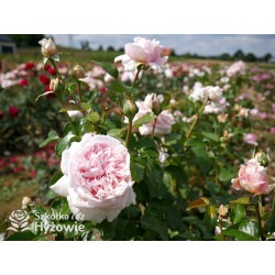 Mauritia® - Róże silnie pachnące -  Mauritia® - Róże silnie pachnące -