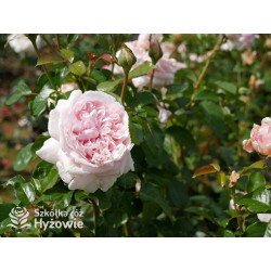 Mauritia® - Róże silnie pachnące -  Mauritia® - Róże silnie pachnące -