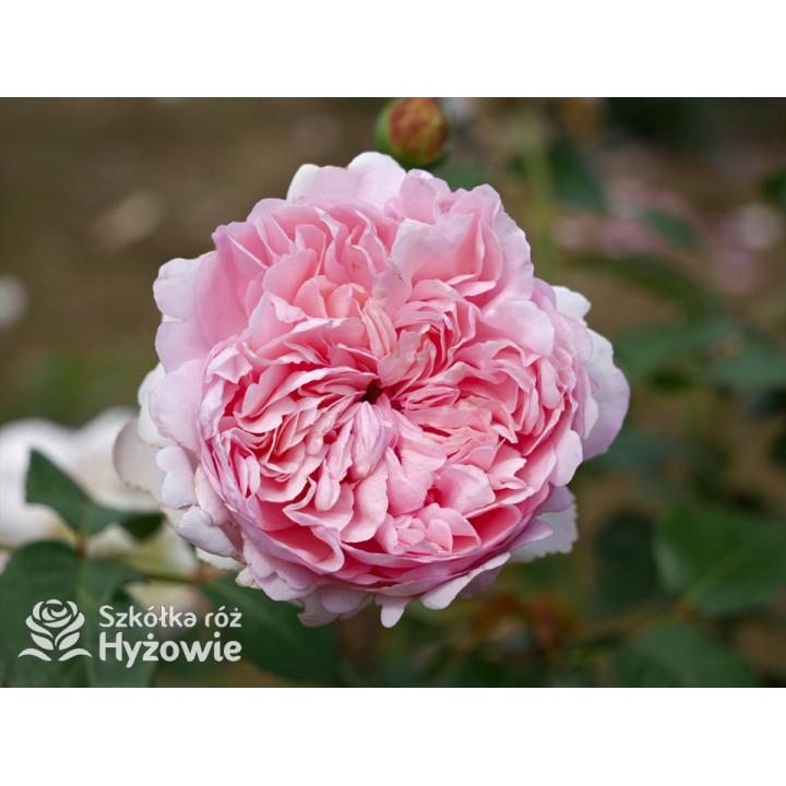 Mauritia® - Róże silnie pachnące -  Mauritia® - Róże silnie pachnące -