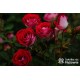 Schöne Koblenzerin® Drobne, liczne, pełne dwubarwne biało-różowe kwiaty. Niski krzew.