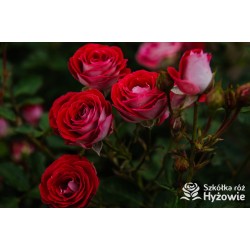 Schöne Koblenzerin® Drobne, liczne, pełne dwubarwne biało-różowe kwiaty. Niski krzew.