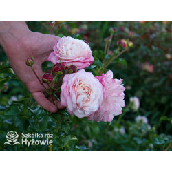 David Hockney® - Róże Pnące - 