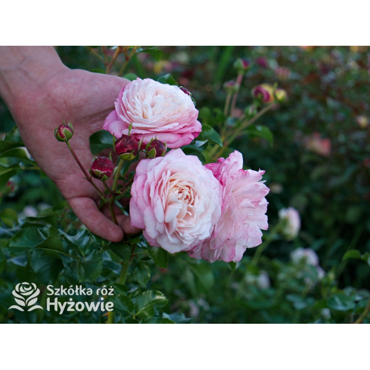 David Hockney® - Róże Pnące - 