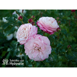 David Hockney® - Róże Pnące - 