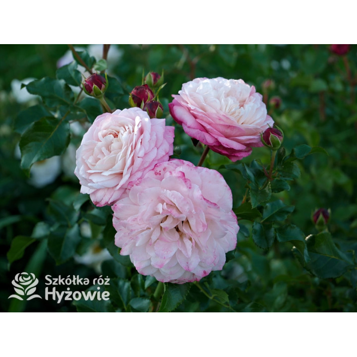 David Hockney® - Róże Pnące - 