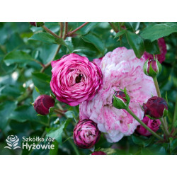 David Hockney® - Róże Pnące - 