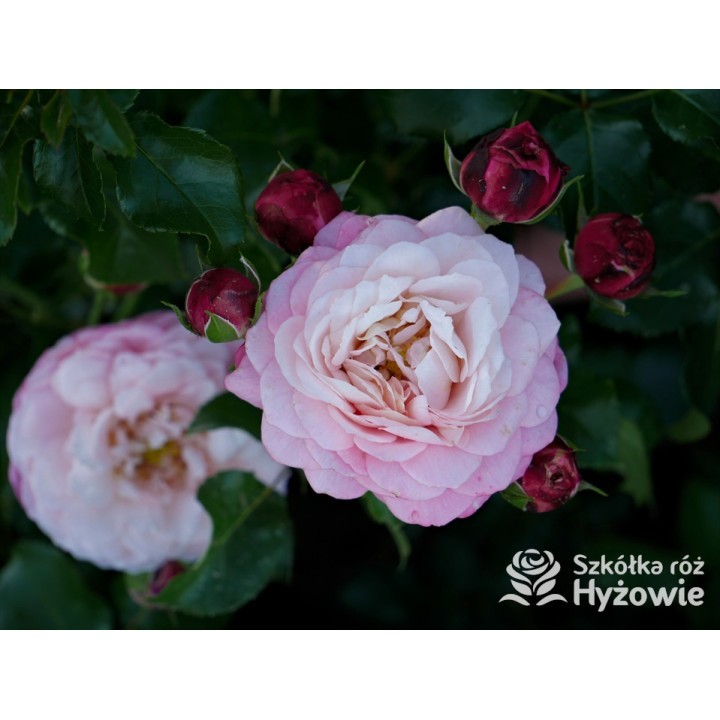 David Hockney® - Róże Pnące - 