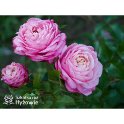 David Hockney® - Róże Pnące - 