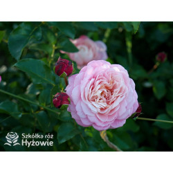 David Hockney® - Róże Pnące - 