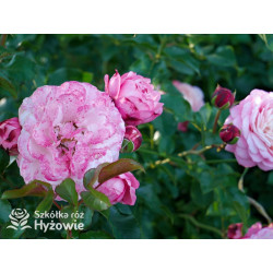 David Hockney® - Róże Pnące - 