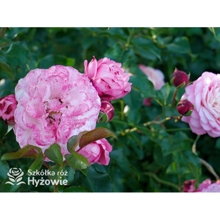 David Hockney® - Róże Pnące - 