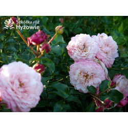 David Hockney® - Róże Pnące - 