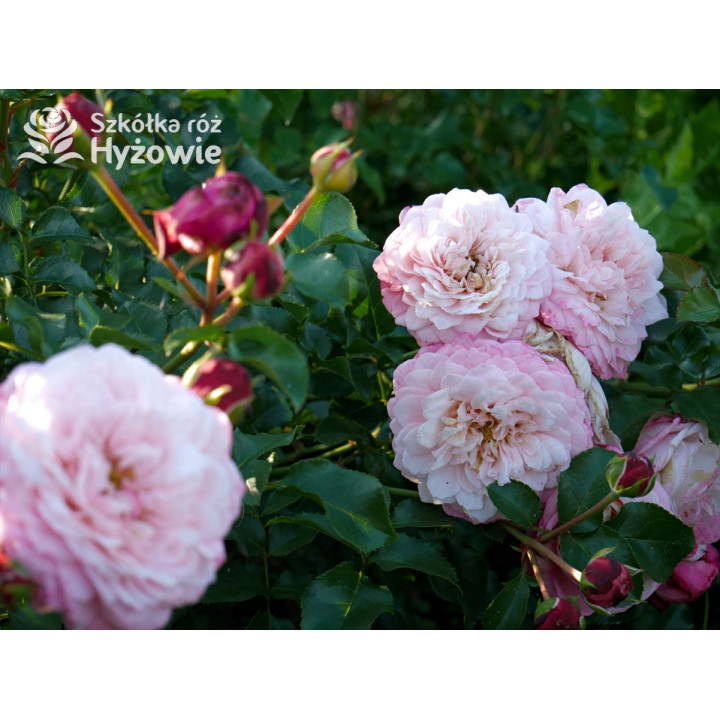 David Hockney® - Róże Pnące - 