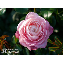 David Hockney® - Róże Pnące - 