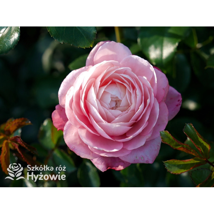 David Hockney® - Róże Pnące - 