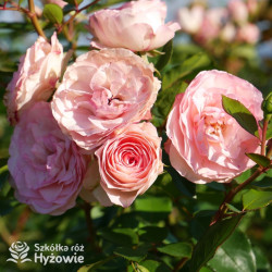 Mini Eden Rose® / Mini Pierre de Ronsard® - Róże Pnące -
