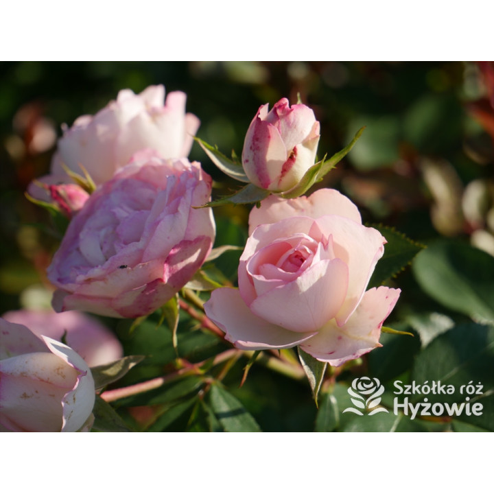 Mini Eden Rose® / Mini Pierre de Ronsard® - Róże Pnące - - Szkółka Róż ...
