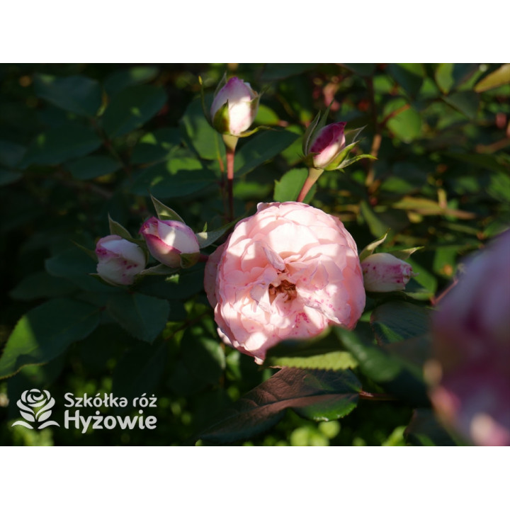 Mini Eden Rose® / Mini Pierre de Ronsard® - Róże Pnące - - Szkółka Róż ...