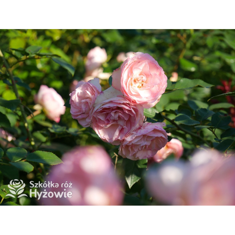 Mini Eden Rose® / Mini Pierre de Ronsard® - Róże Pnące - - Szkółka Róż ...