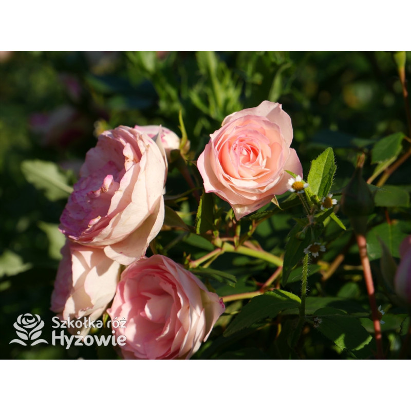 Mini Eden Rose® / Mini Pierre de Ronsard® - Róże Pnące - - Szkółka Róż ...
