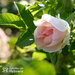 'Ritausma' - Rosa rugosa - 