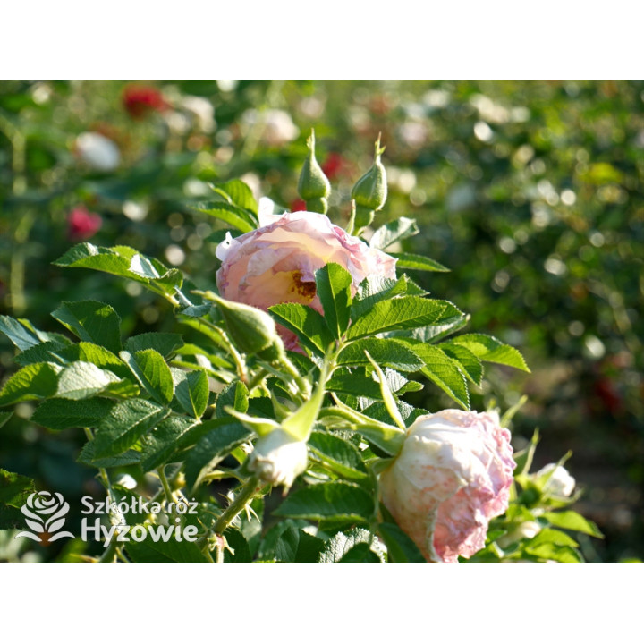 'Ritausma' - Rosa rugosa - 