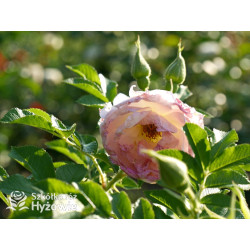 'Ritausma' - Rosa rugosa - 