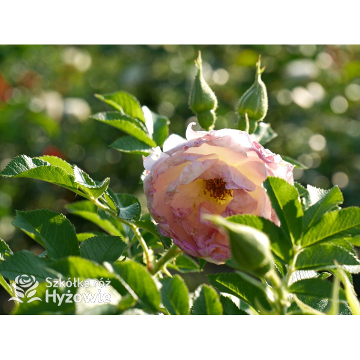 'Ritausma' - Rosa rugosa - 