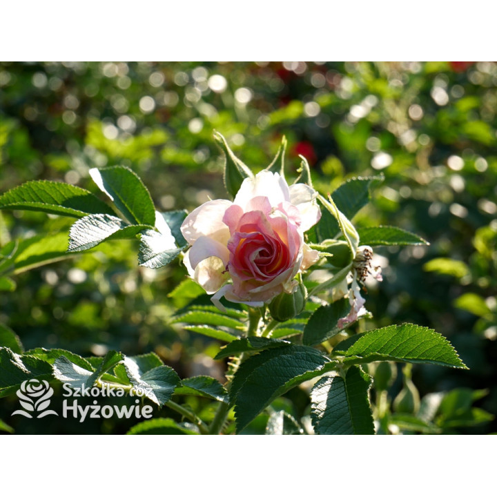 'Ritausma' - Rosa rugosa - 