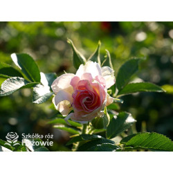 'Ritausma' - Rosa rugosa - 