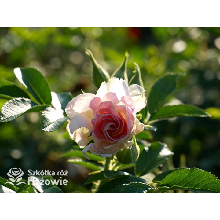 'Ritausma' - Rosa rugosa - 